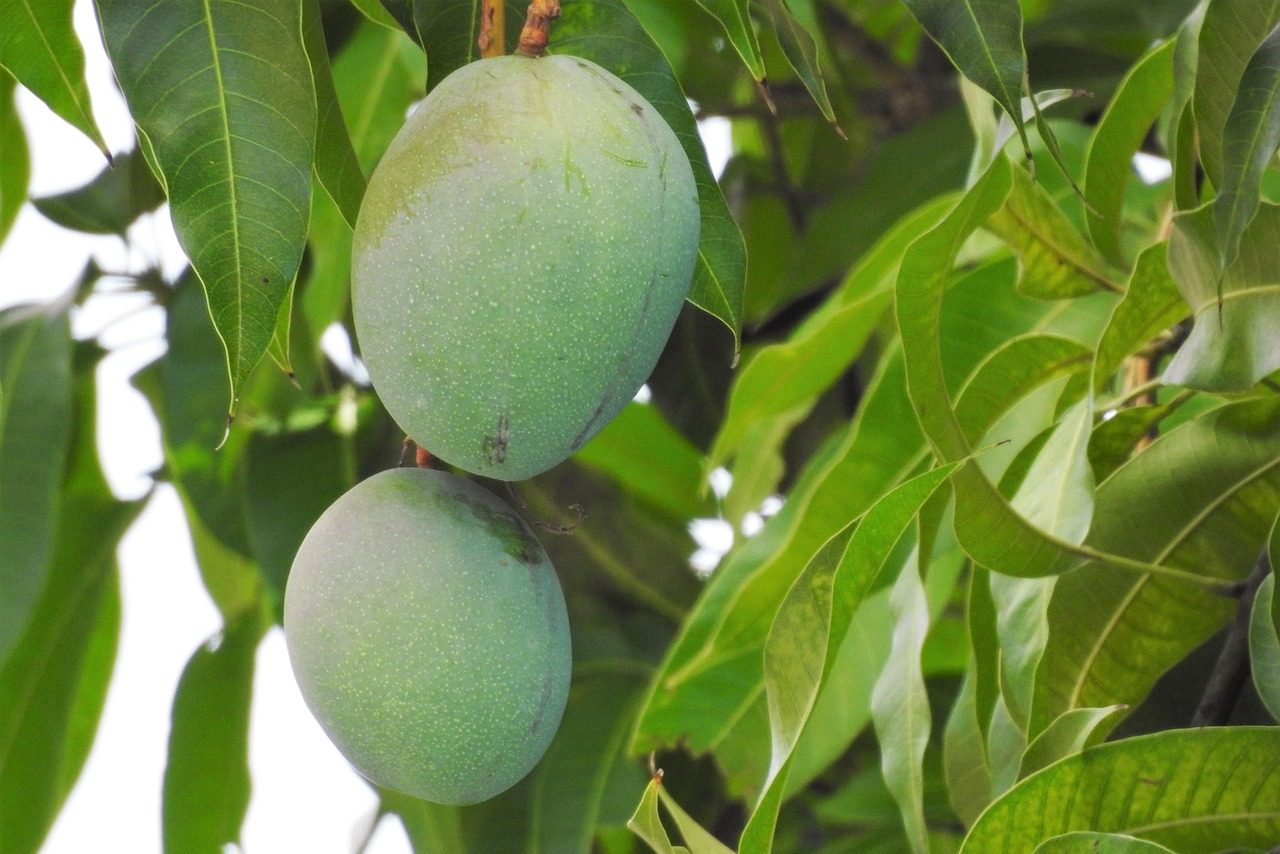 mango, mango tree, tropical, food, fruit, nature, tree, fresh, natural, organic, green, sweet, healthy, exotic, ripe, leaf, mango, mango, mango, mango, mango, mango tree