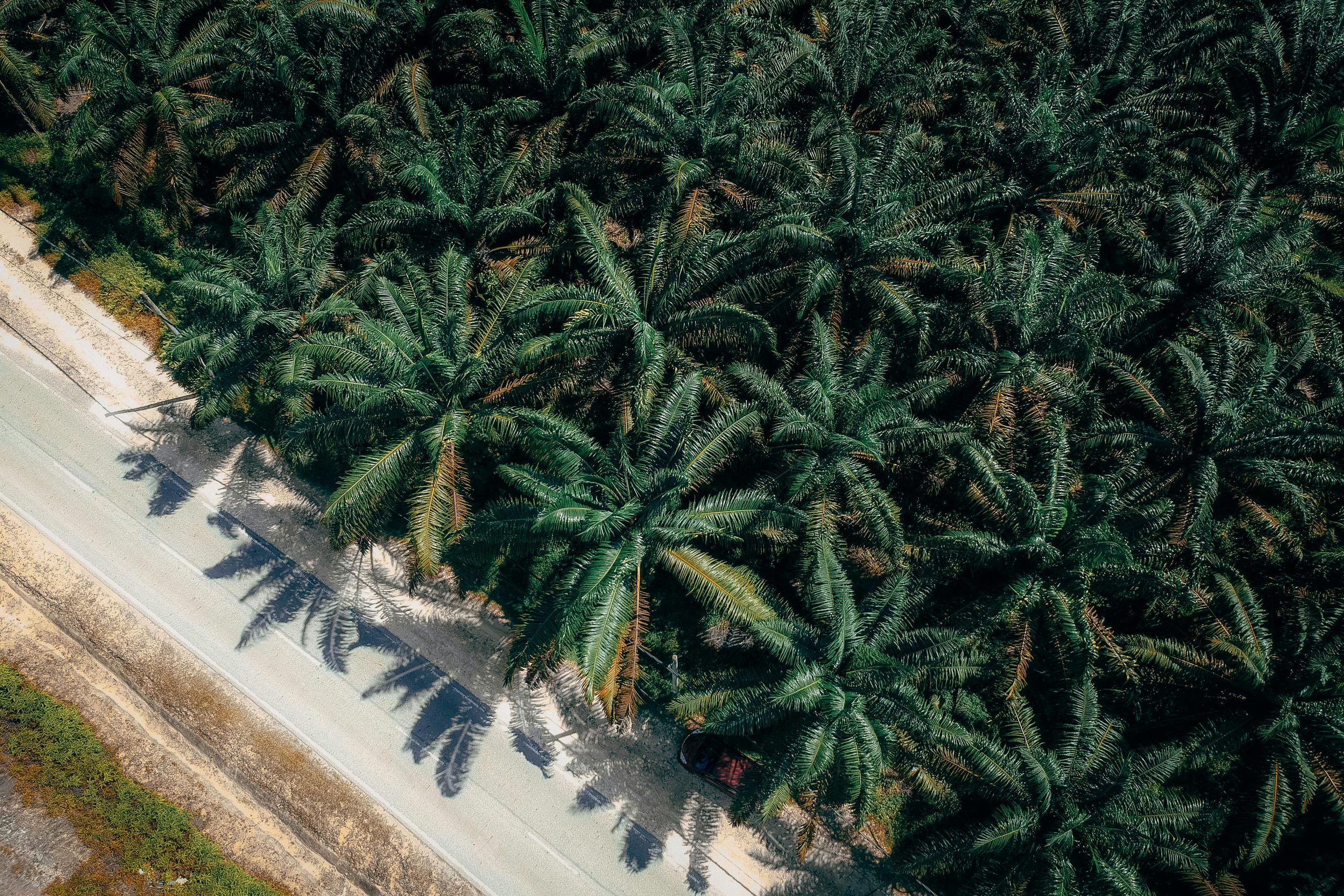 Aerial view capturing a lush palm tree plantation adjacent to a country road.