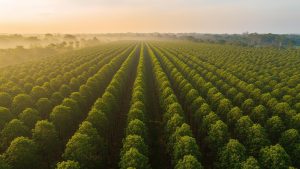 Due Diligence in Agricultural Land Acquisition: A Comprehensive Framework for Investors