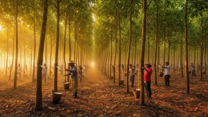 Understanding Rubber Tree Investment Cycles: A Comprehensive Guide for Strategic Investors